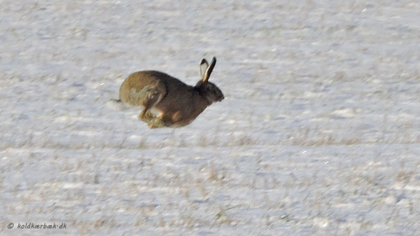 Hare ved Koldkær Bæk. 25-1-2015. Bemærk den lyse bagside af ørerne af vinterharen. På et af de andre billeder på siden ses et mørkt øre på en hare i sommerdragt. Er det tilfældigheder, som skyldes variation fra individ til individ ? Skyldes det aldersvariation ? Eller er der forskel på harens ører i sommer- og vinterdragt ? Hvis det sidste er tilfældet, kunne det måske være en fordel at have hvide ører om vinteren ? Når haren ligger og trykker i sneen med kun strittende, lyttende ører, vil den muligvis være sværere at se for rovdyr på jorden. For en ørn er det nok ligemeget. Om haren vitterlig får hvide øre om vinteren, kunne det være spændende at undersøge.